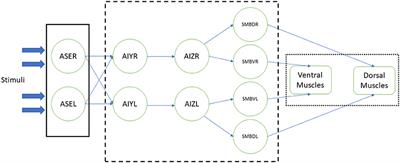 Modeling Behavioral Experiment Interaction and Environmental Stimuli for a Synthetic C. elegans